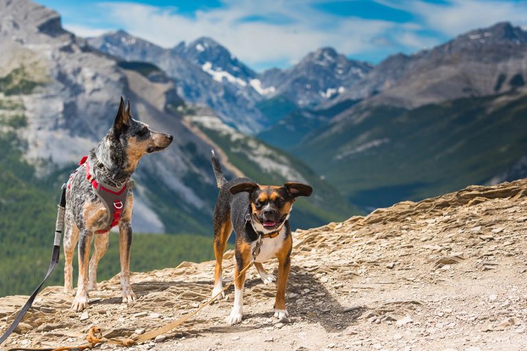 discover the best pet-friendly stays for your trail trip, ensuring comfort and convenience for you and your furry companion.